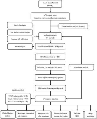 Identification of N7-methylguanosine related signature for prognosis and immunotherapy efficacy prediction in lung adenocarcinoma